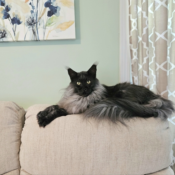 Meet your Posher, Amy - Picture 4 of 6